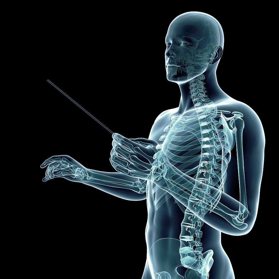 Skeletal System Of A Conductor Photograph by Sebastian Kaulitzki/science Photo Library