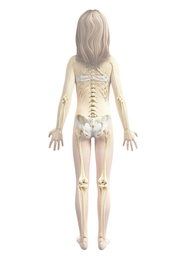 Skeletal System Of Girl Photograph by Sebastian Kaulitzki