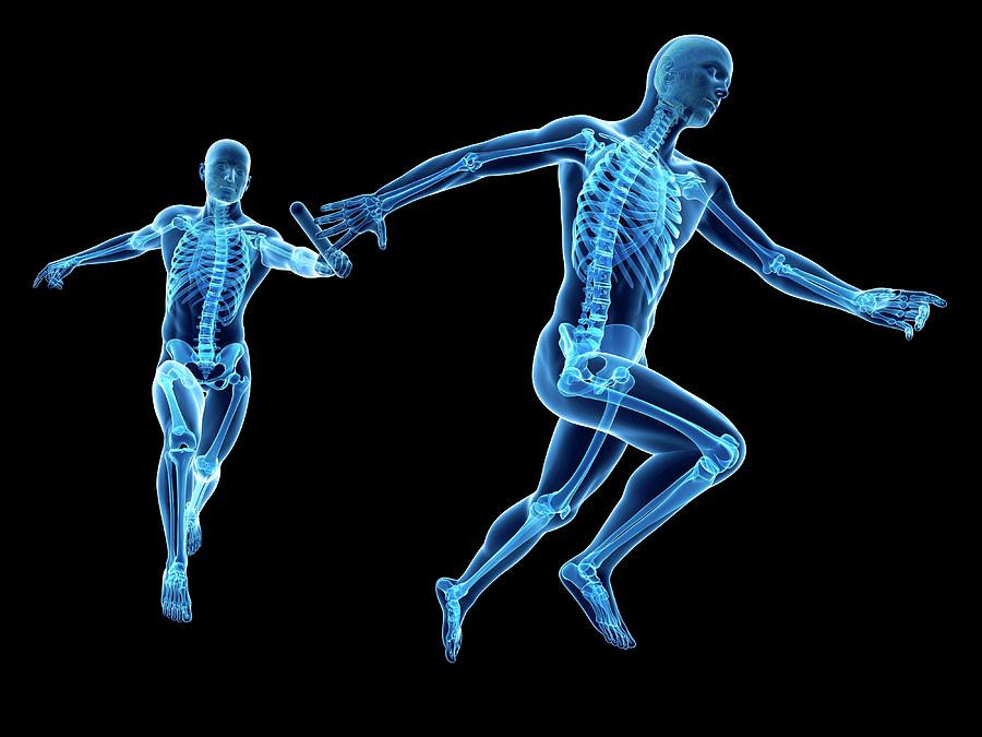 Skeletal System Of Runners Photograph by Sebastian Kaulitzki