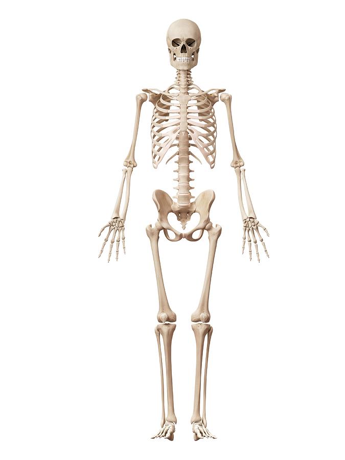 Skeletal System Photograph by Sebastian Kaulitzki