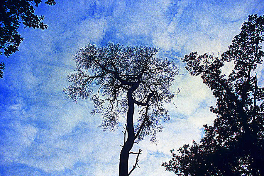 Skeletal Tree in Bradgate Park Photograph by Gordon James