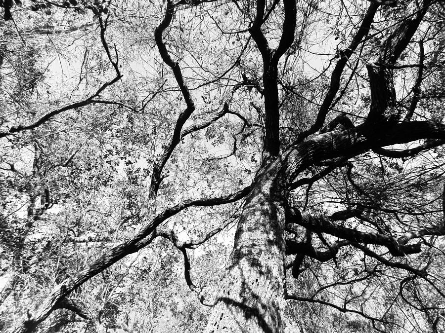 Black And White Photograph - Skeletal Tree Top by Grace Dillon