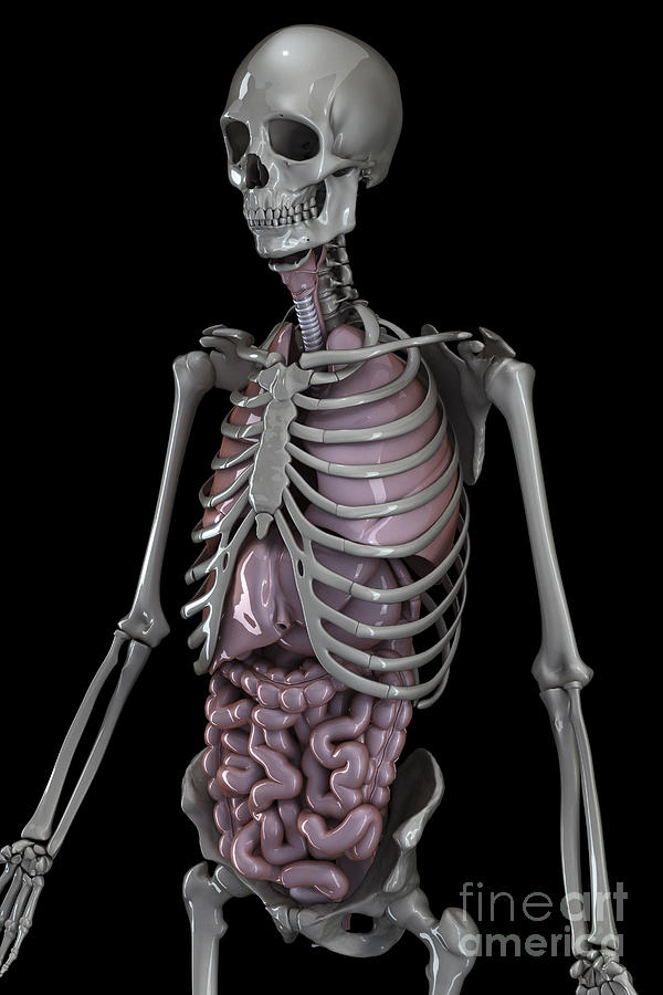 Skeleton And Internal Organs Photograph by Science Picture Co