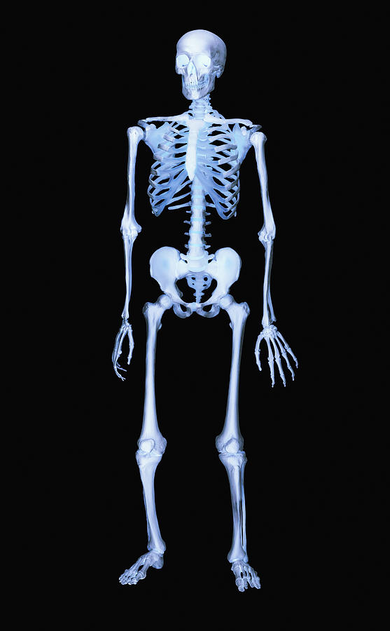 Skeleton Photograph by David Arky