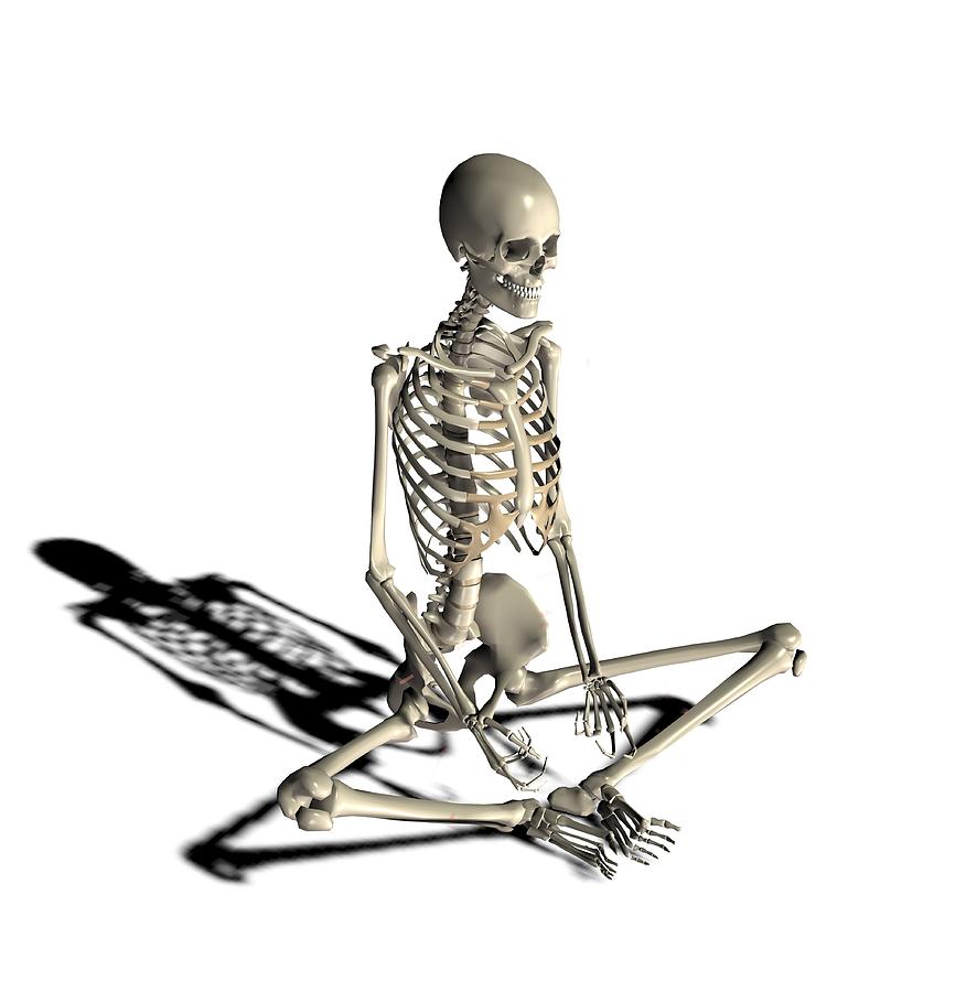 Skeleton in yoga position, artwork Photograph by Science Photo Library ...