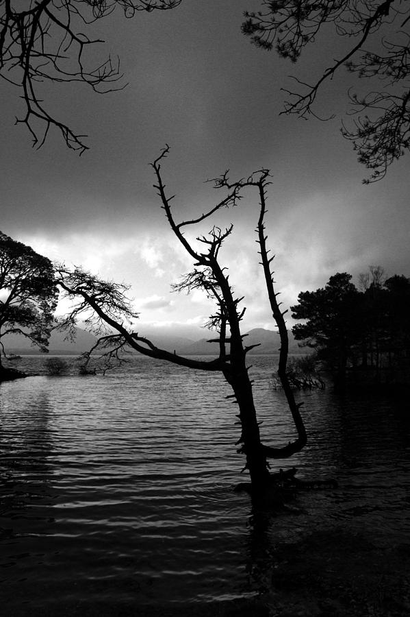 Skeleton Lake Tree Photograph by Mark Callanan