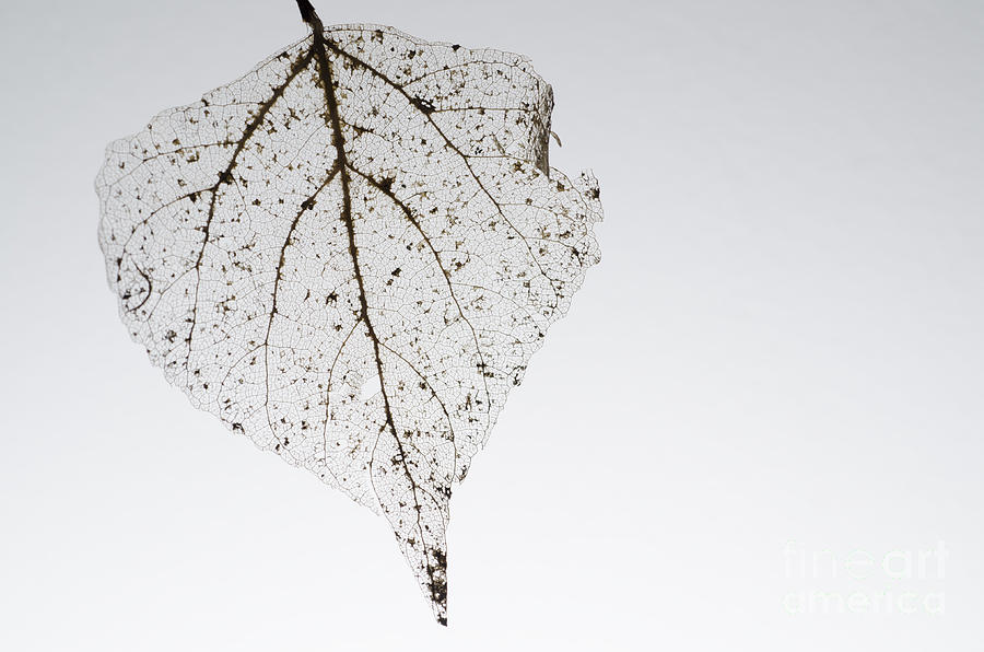 Skeleton leaf Photograph by Mats Silvan