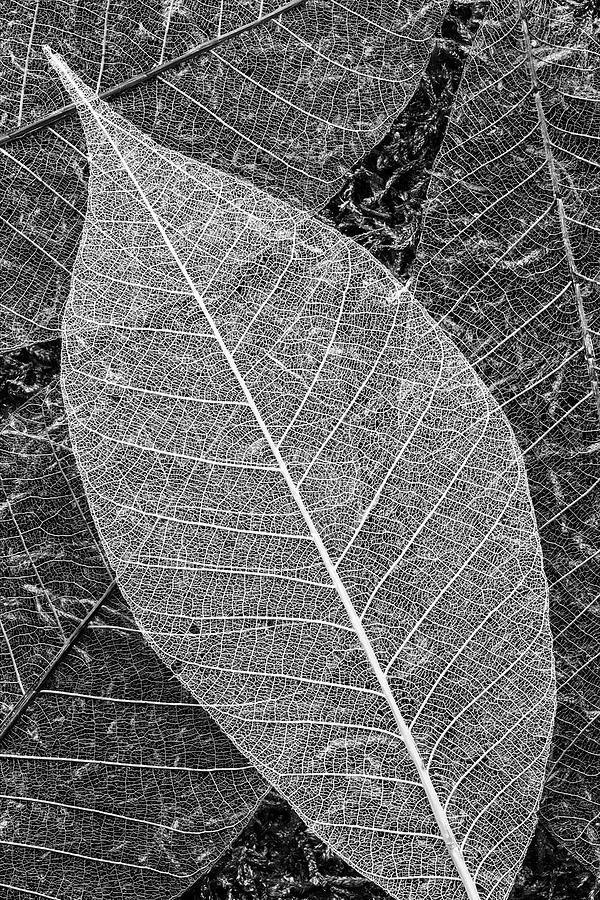 Skeleton Leaves Photograph by Denise Bush