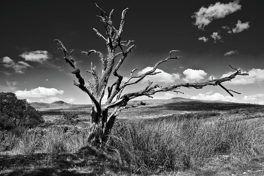 Skeleton Of A Dead Tree On Dartmoor Photograph by Richie Johns