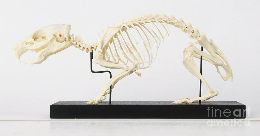 Skeleton Of A Guinea Pig Cavia Porcellus Photograph by Paul Bricknell / Dorling Kindersley