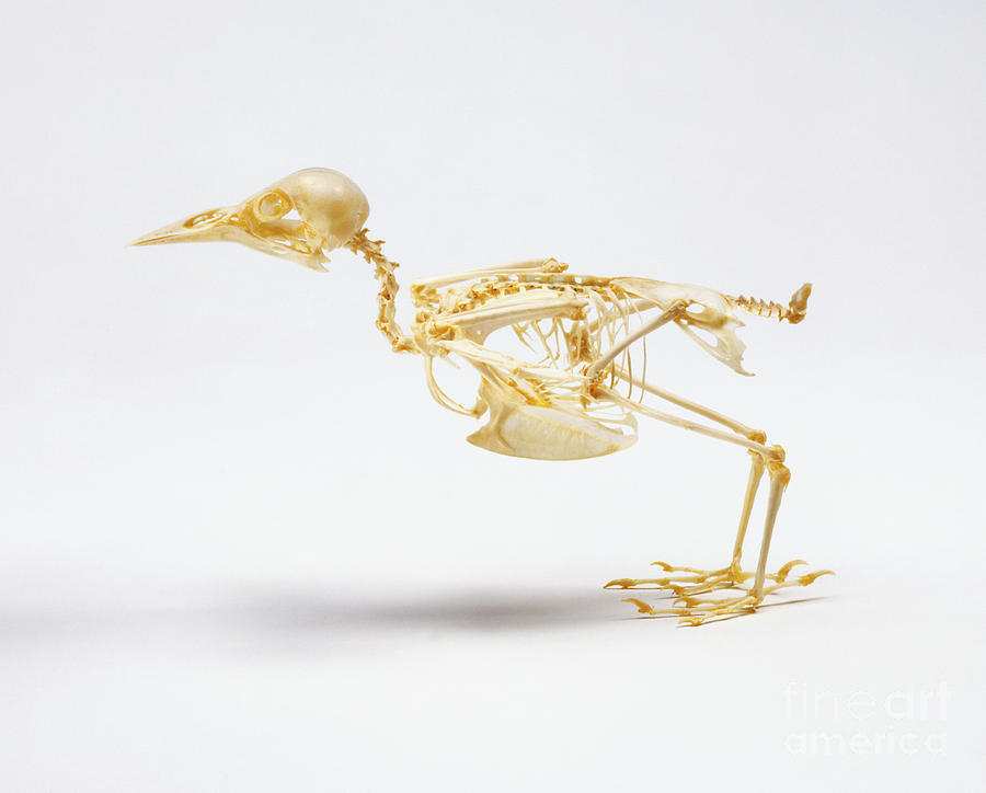 Skeleton Of A Starling, Sturnidae Sp Photograph by Simon Battersby / Dorling Kindersley