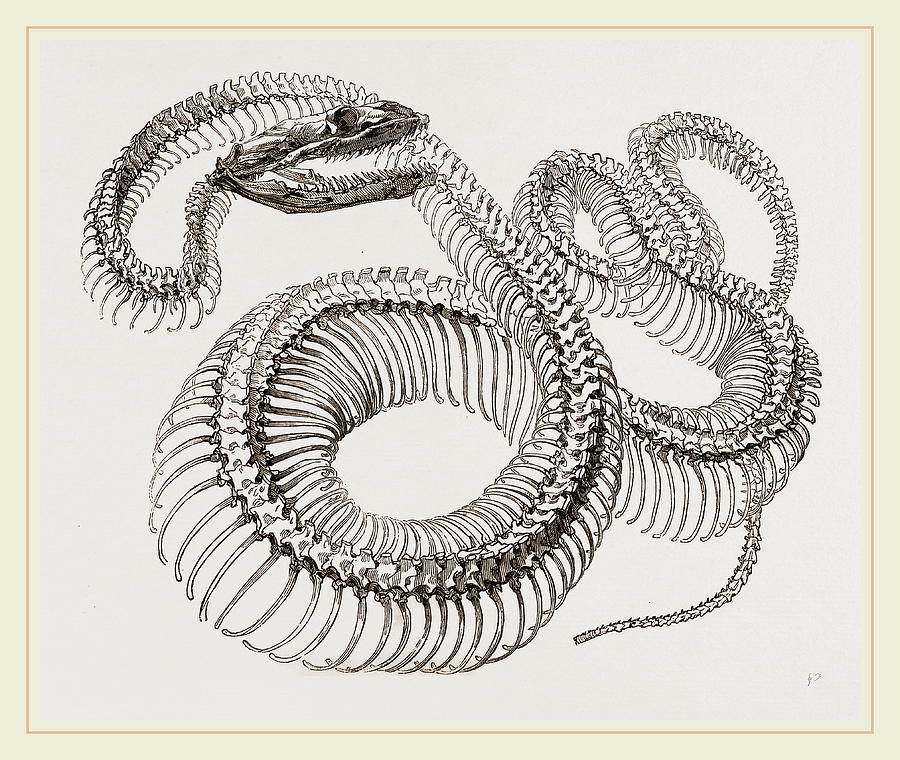 Boa Constrictor Drawing - Skeleton Of Boa Constrictor by Litz Collection