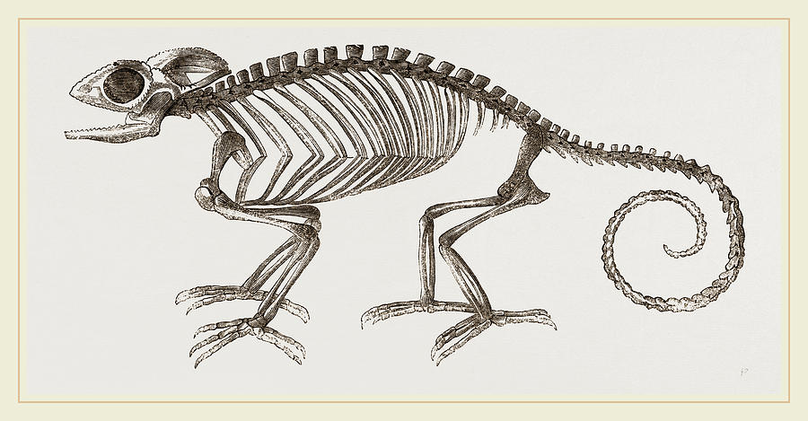 Skeleton Of Chameleon Drawing by Litz Collection | Fine Art America