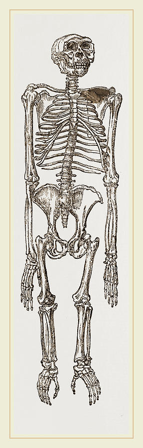 Nature Drawing - Skeleton Of Chimpanzee by Litz Collection