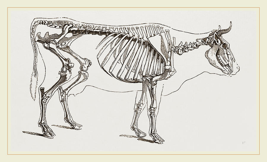 Skeleton Of Cow Drawing by Litz Collection Pixels