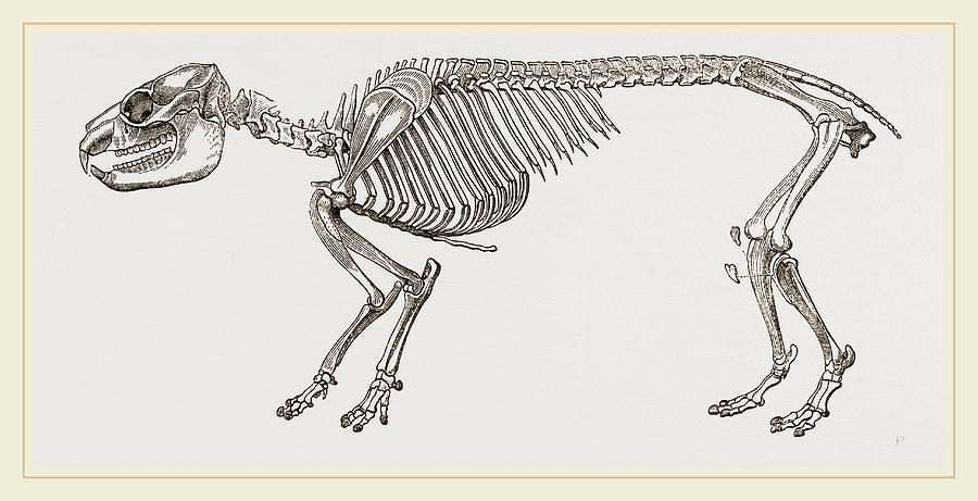 Skeleton Of Daman Drawing by Litz Collection - Fine Art America