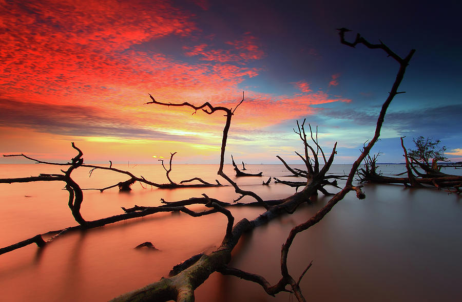 Skeleton Of Dead Trees Photograph by Fakrul Jamil Photography