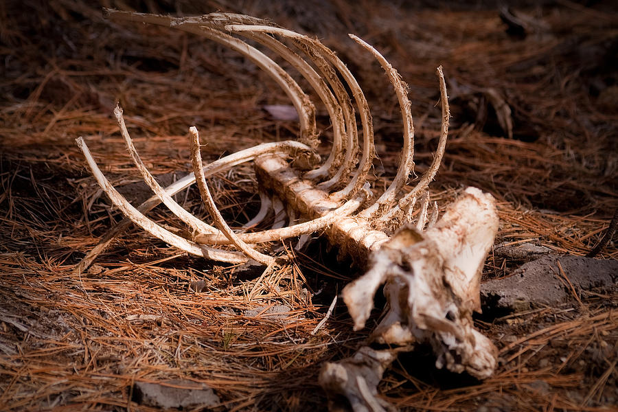 Skeleton of deer in forest, Oregon, USA Photograph by Michael Kinnaman