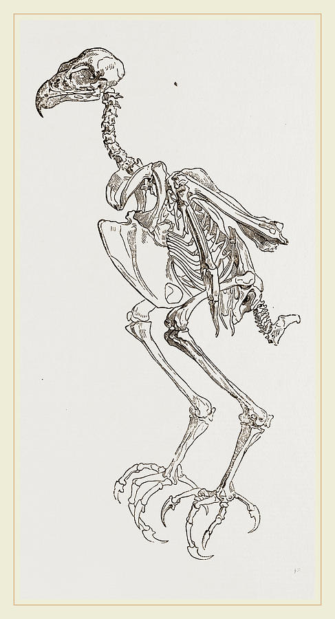Hawk Drawing - Skeleton Of Hawk by Litz Collection