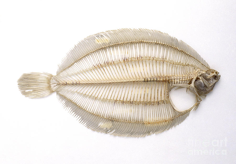 Skeleton Of Lemon Sole Fish Photograph by Colin Keates / Dorling Kindersley / Natural History Museum, London