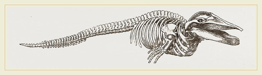 Скелет кита рисунок