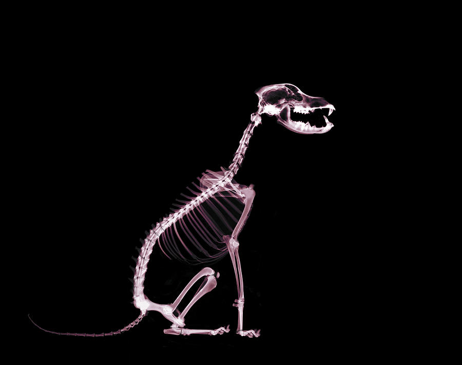 Skeleton of sitting dog Photograph by Digital Vision.