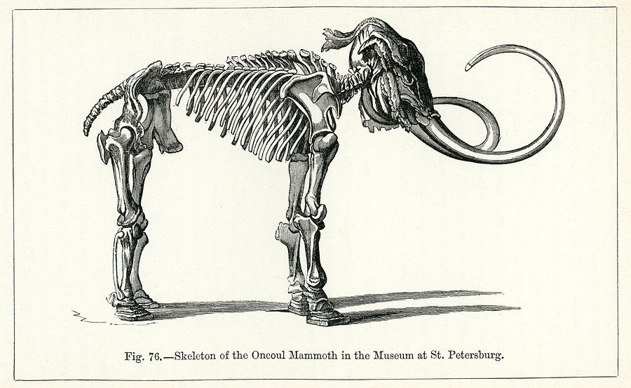 Skeleton of the Oncoul Mammoth Drawing by Duncan1890