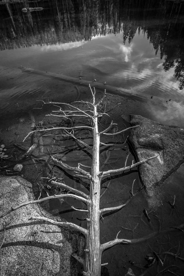 Yosemite National Park Photograph - Skeleton by Peter Tellone