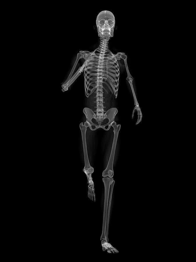 Skeleton Running Photograph By Sciepro Science Photo Library - Fine Art 