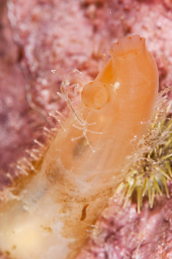 Skeleton Shrimp Photograph by Andrew J. Martinez