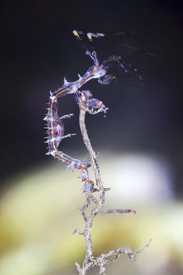 Skeleton shrimp by Science Photo Library