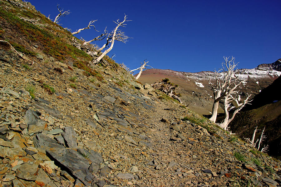 Skeleton Trees on Scenic Point Trail Photograph by Daniel Woodrum