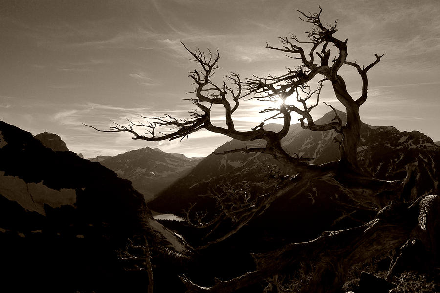Skeleton Trees on Scenic Point Trail No.2 Photograph by Daniel Woodrum