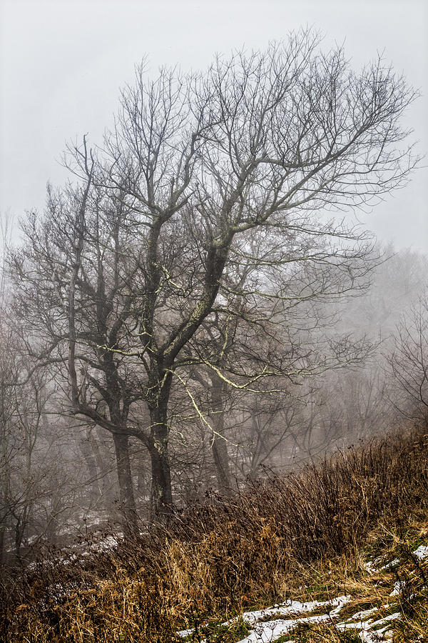 Fall Photograph - Skeletons in the Fog by Debra and Dave Vanderlaan