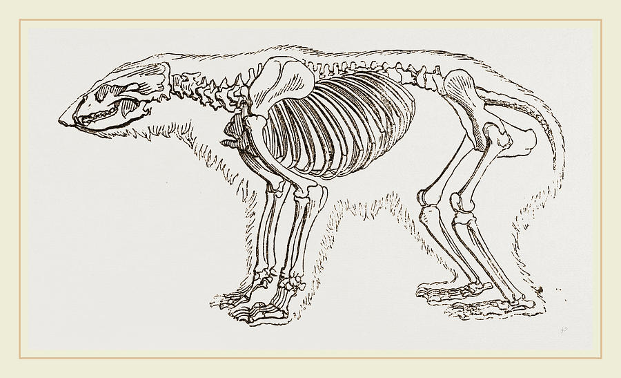 Skeletun Of Polar Bear Drawing by Litz Collection - Fine Art America