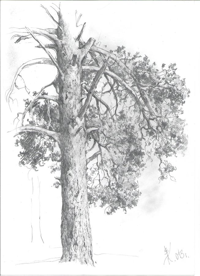 Sketch of a pine Drawing by Vladimir Kopylov - Fine Art America