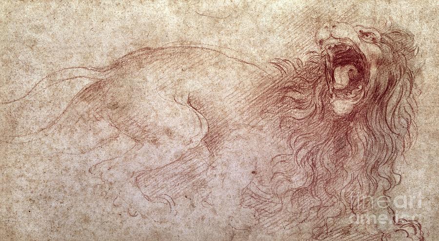 Sketch of a roaring lion Drawing by Leonardo Da Vinci