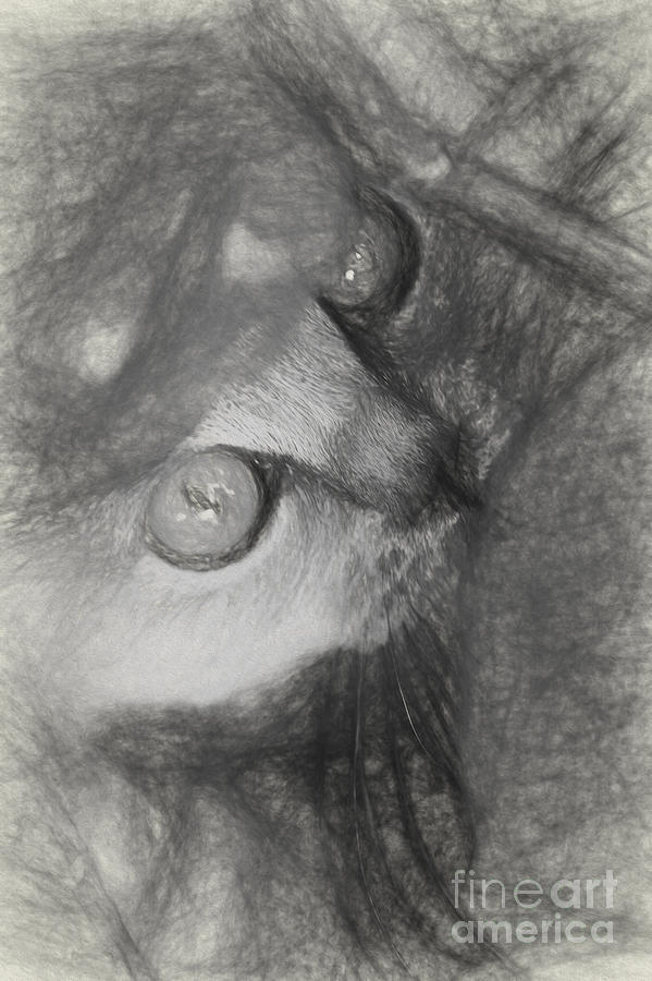 Sketch of kitten Photograph by Sheila Smart Fine Art Photography