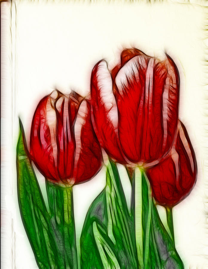 Sketched Tulips Photograph by Maria Holmes