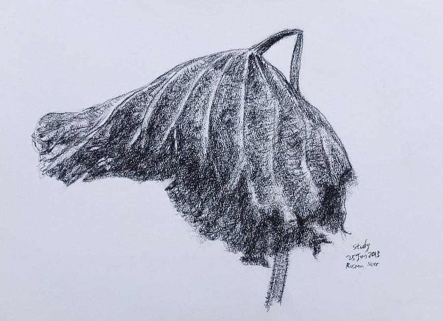 Sketches on Dead Lotus Leaf Drawing by Rusmin Noer - Pixels