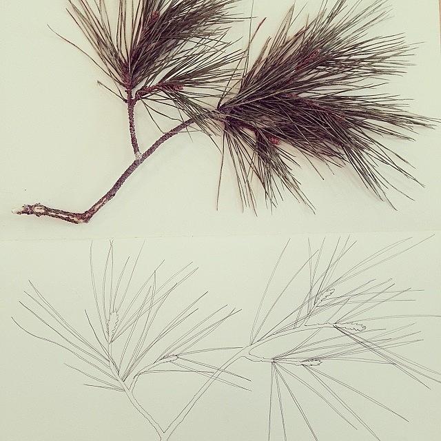 Sketching Pine Needles ::: Photograph by Tifanie Chaney