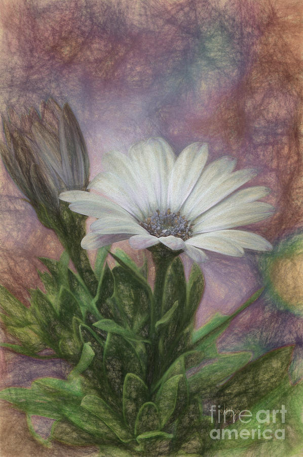 Daisy Photograph - Sketchy Daisy In Mother Of Pearl by Lois Bryan
