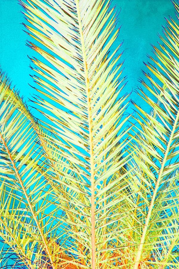 Sketchy Palm Fronds Photograph by Jeanne Forsythe