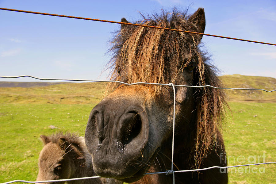 Skewbald Shetland Pony Photograph by Steffen and Alexandra Sailer