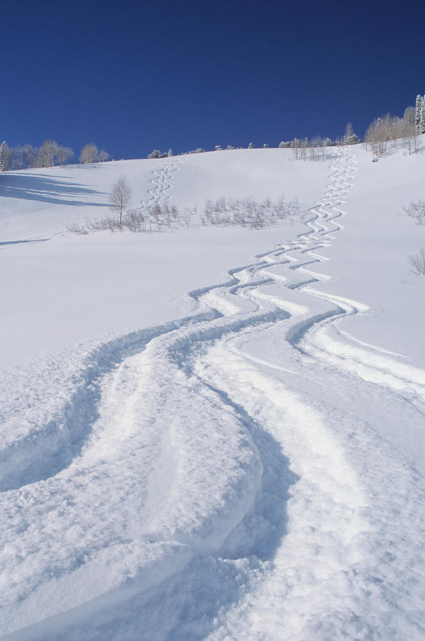 Salt Lake City Photograph - Ski Tracks In Silver Fork, Big by Howie Garber