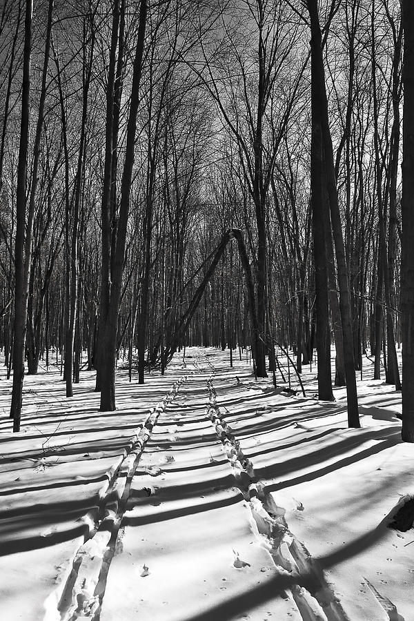 Ski Trail - Arboretum - Madison - WI Photograph by Steven Ralser