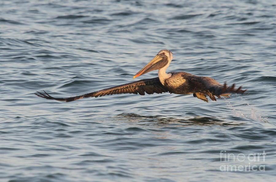 Pelican Photograph - Skim Over The Sea by Christiane Schulze Art And Photography