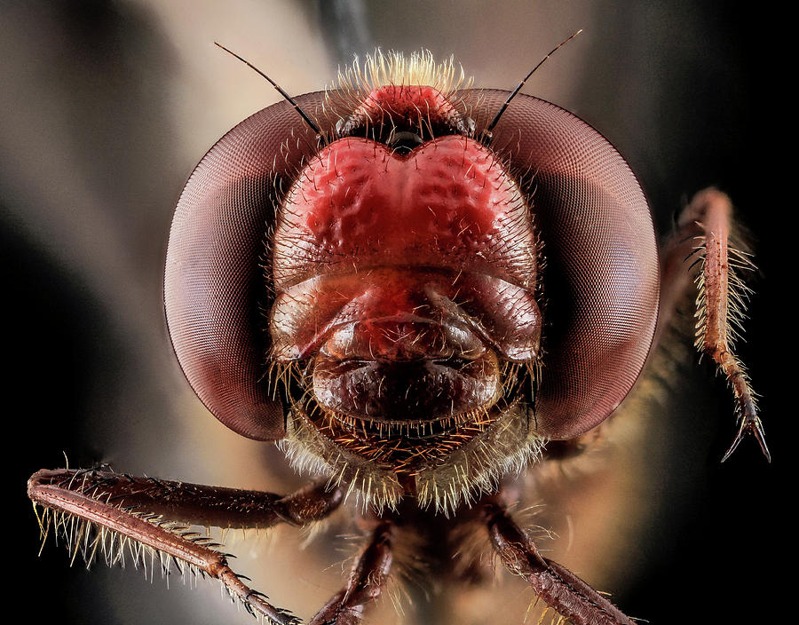 Skimmer Dragonfly by Us Geological Survey