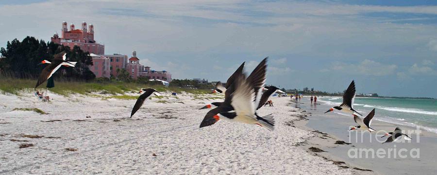 Black Skimmers at Don Cesar Photograph by George D Gordon III