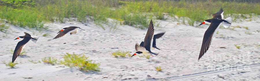 Skimmers in Flight Photograph by George D Gordon III